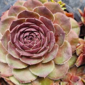 Aed-mägisibul `Elva` 10 cm potis