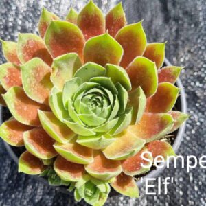 Aed-mägisibul `Elf` 10 cm potis