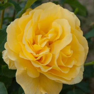 Roos 'Super Dream Yellow'