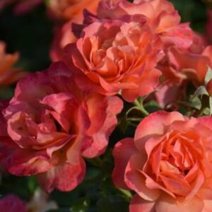 Roos 'Coral Lions-Rose'