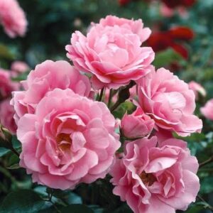 Roos 'Queen Elizabeth'