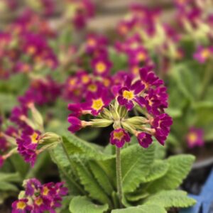 Lillakate õitega kõrge priimula