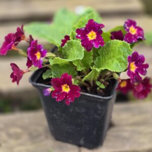 Purpurpunaseõieline varretu priimula
