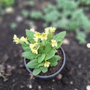Kollaseõieline kõrge priimula